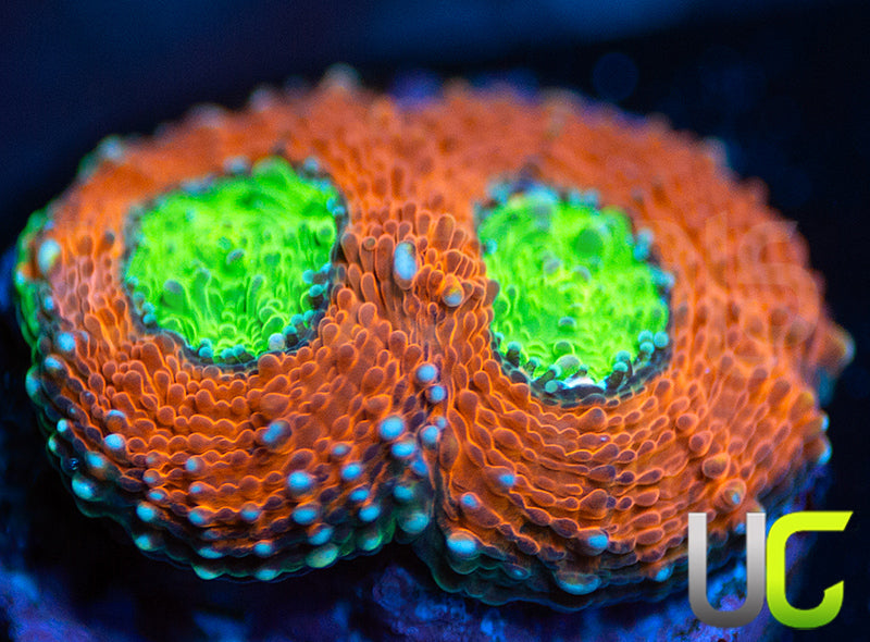 Agent Orange Acan Echinata