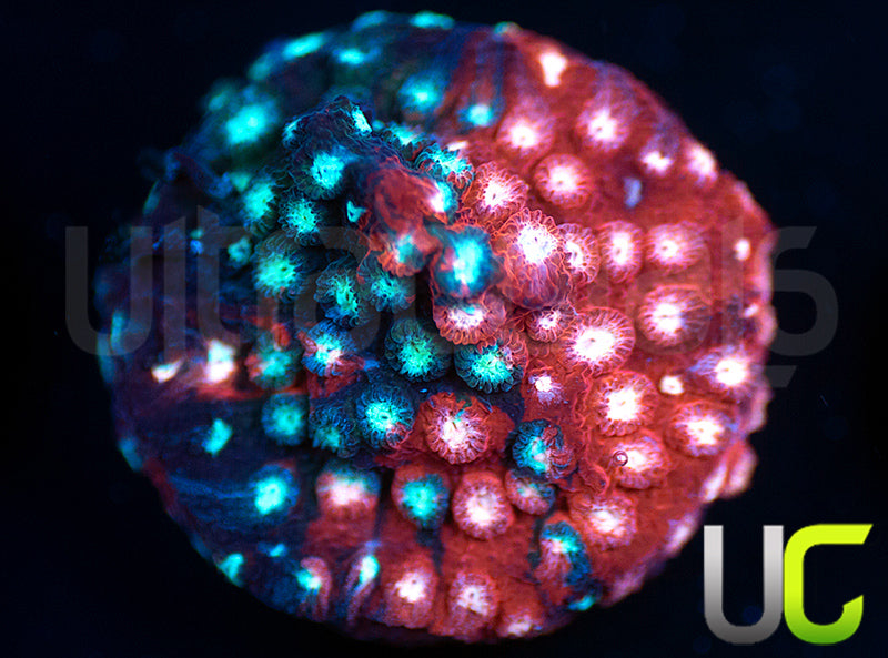 JF Fender Bender Cyphastrea