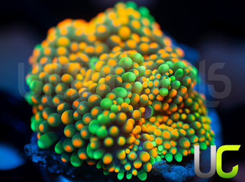 UC Mimosa Florida Ricordea