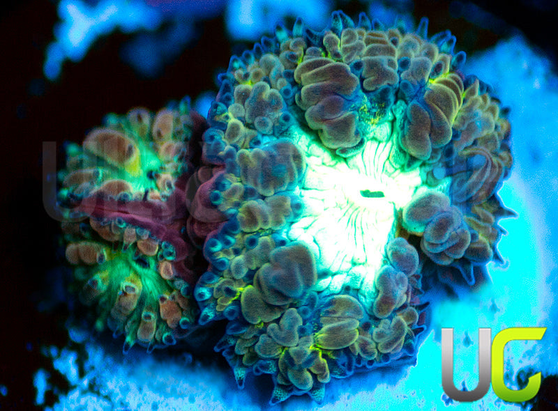 UC Yellow Belly Blasto