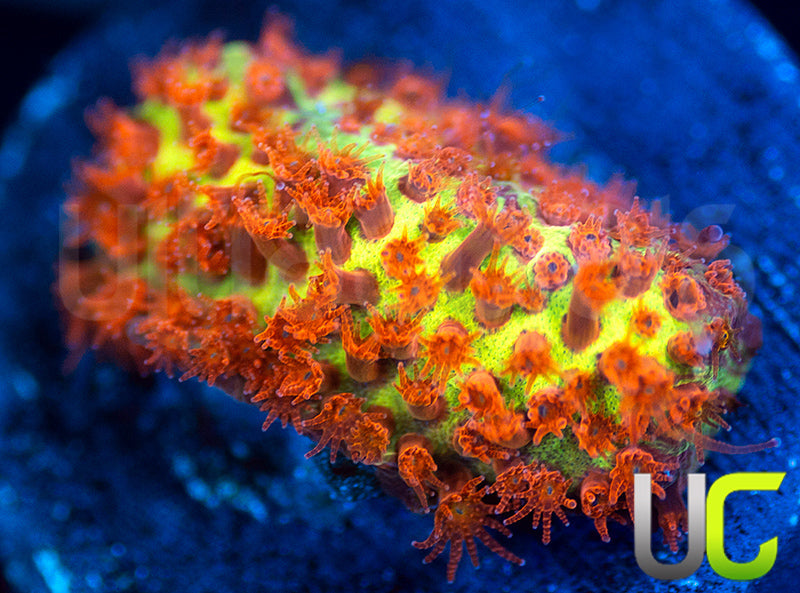 JF Burning Banana Stylo