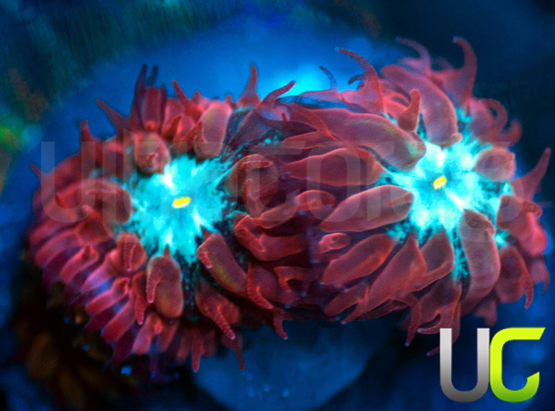 UC Azure Sky Blastos