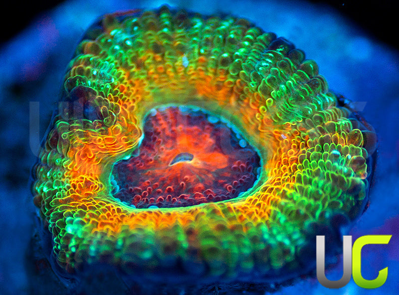 UC Bridesmaid Micro Amakusensis