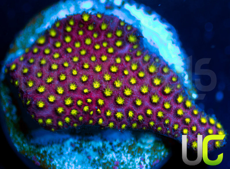 UC Raspberry Pie Stylo