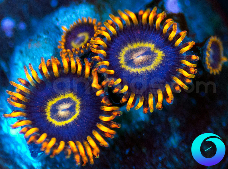 Rainbow Hornets