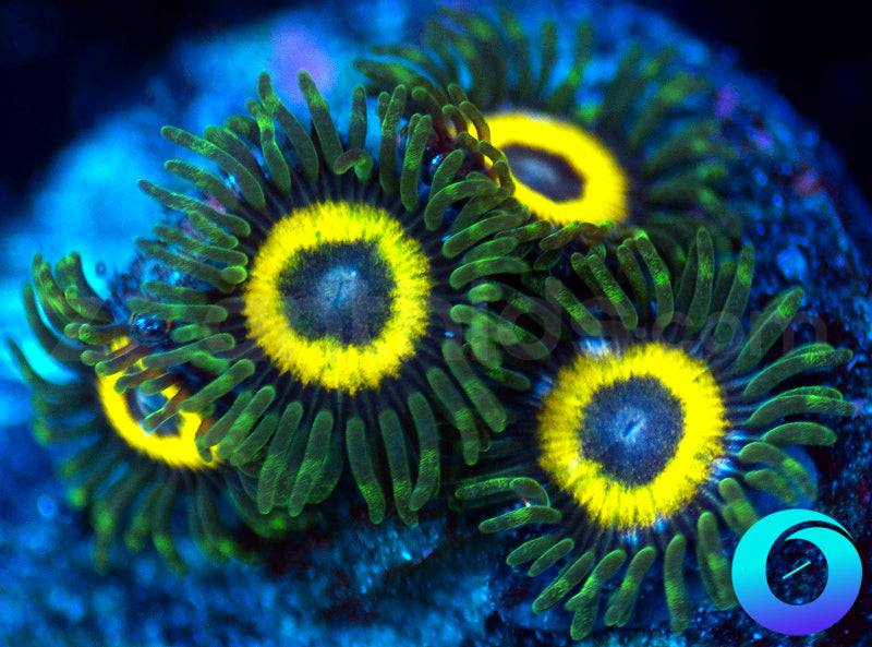 GloWorms