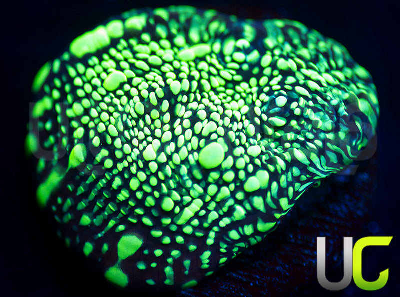 UC Goosebumps Chalice