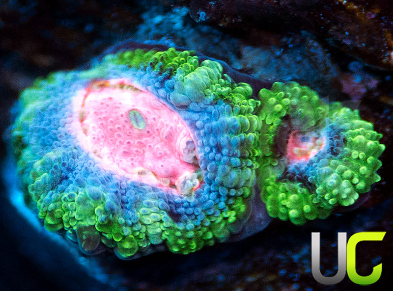 Laffy Taffy Micro Amakusensis