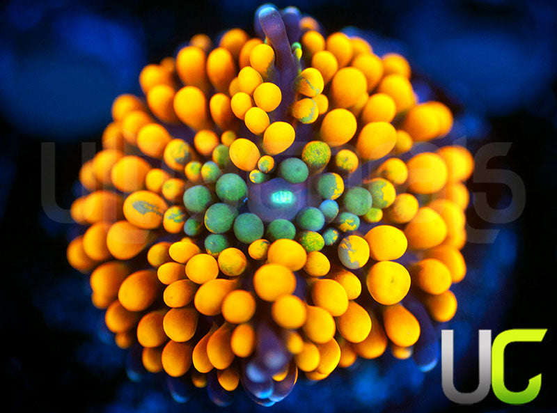 UC Agent Orange Florida Ricordea
