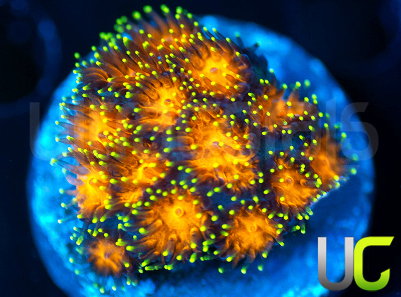 UC Lightning Tip Leptastrea