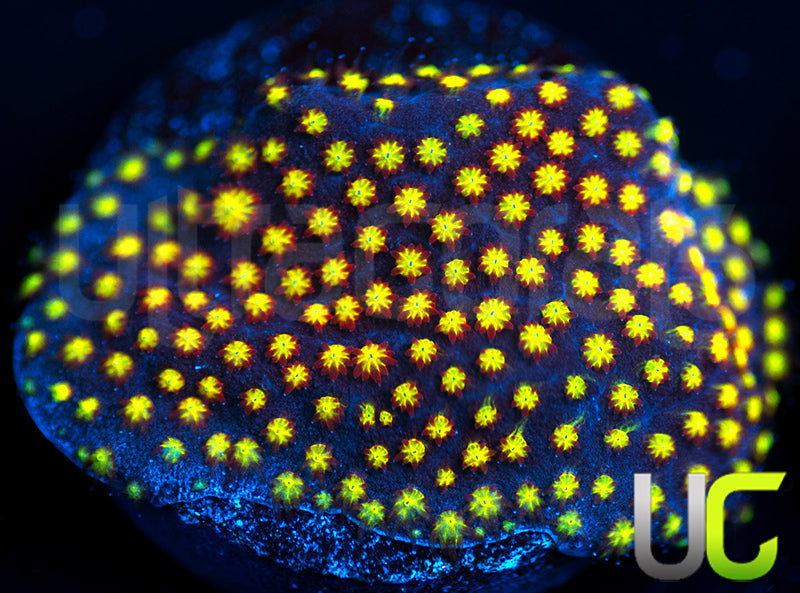 UC Flamethrower Stylo