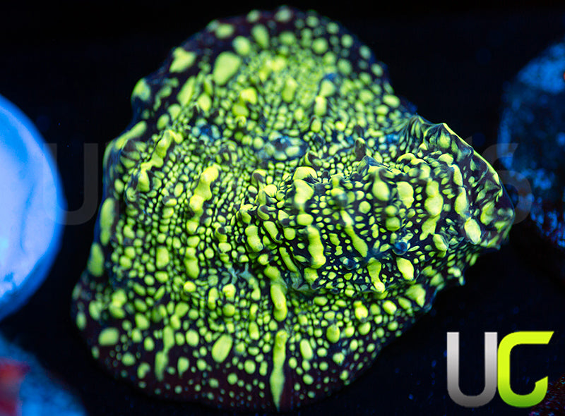 UC Goosebumps Chalice