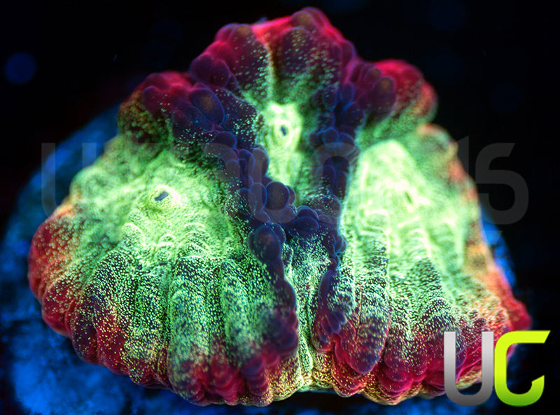 JF Psycho Rainbow Rim Favia