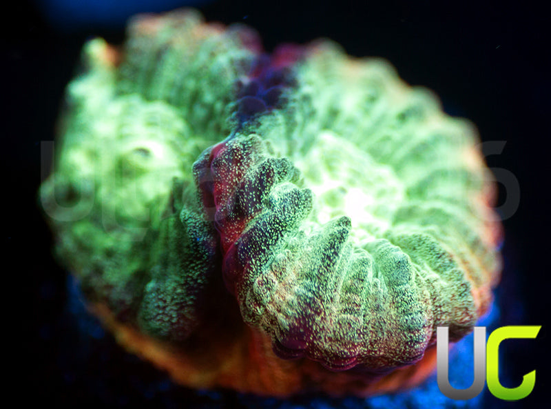 JF Psycho Rainbow Rim Favia