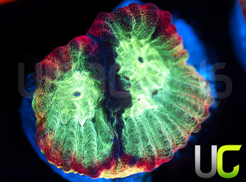 JF Psycho Rainbow Rim Favia