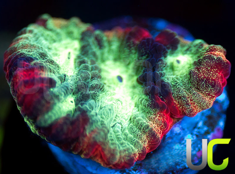 JF Psycho Rainbow Rim Favia