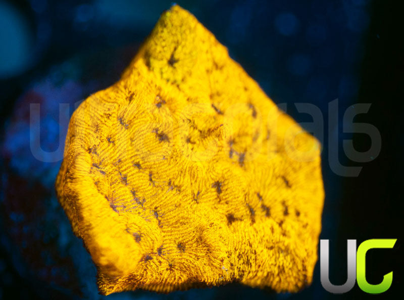 UC Golden Dragon Lepto