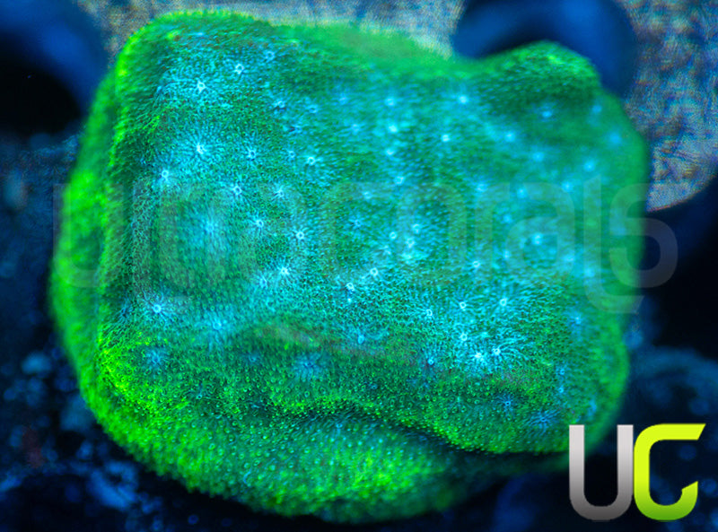 UC Toxic Constellation Psammocora