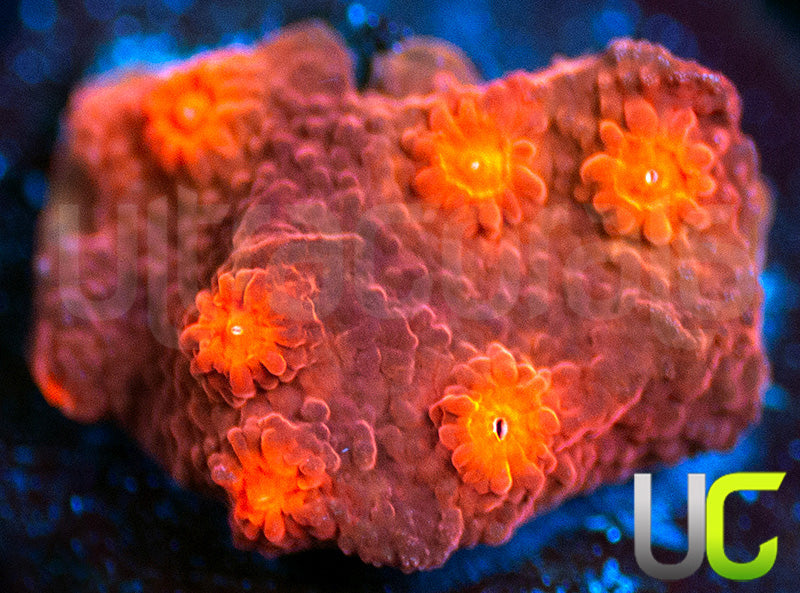 UC Jolly Roger Cyphastrea