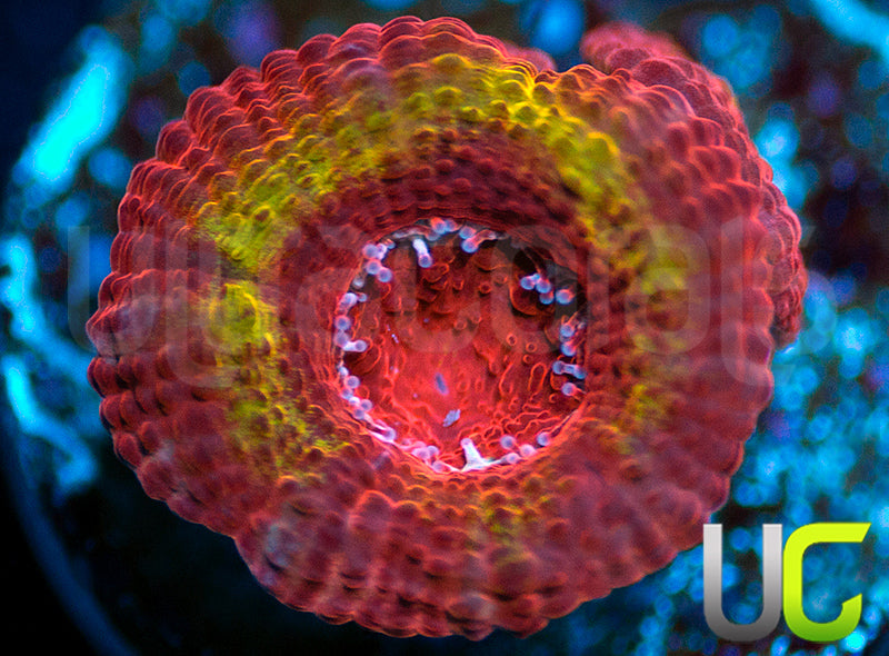 Ketchup and Mustard Micro Lord