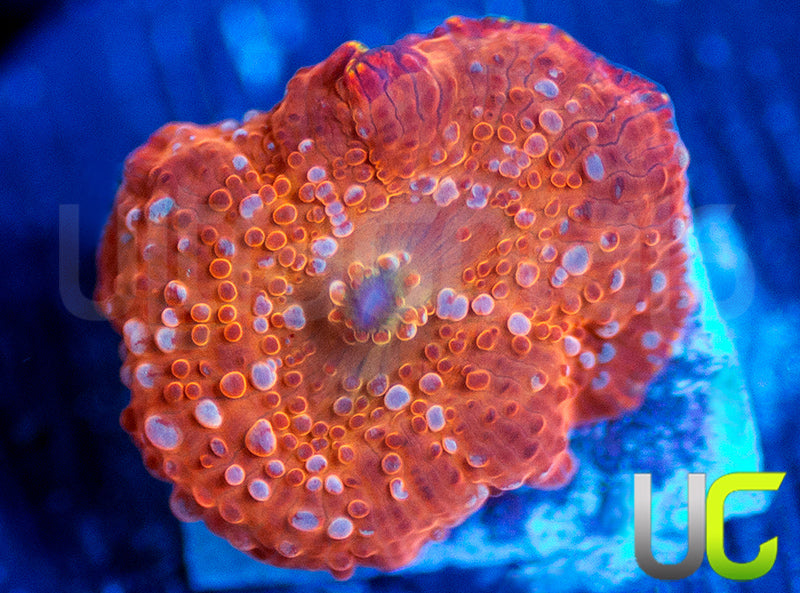 UC Multispot Mushroom