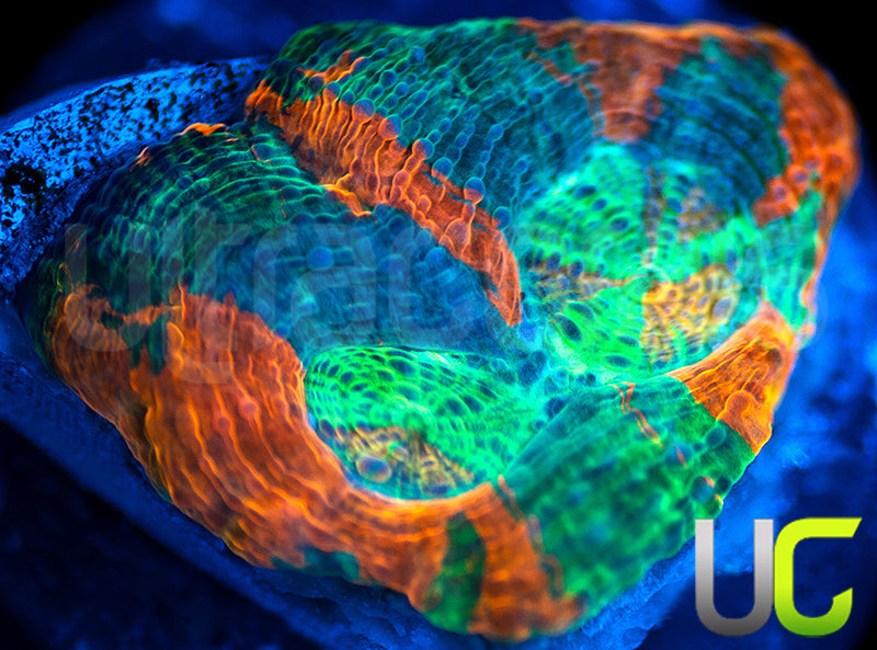 BigR Gumdrop Acan Echinata