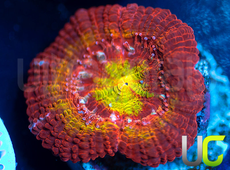 Ketchup and Mustard Micro Lord