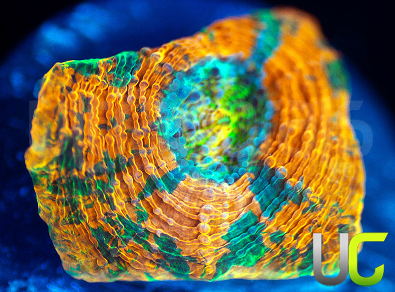 BigR Gumdrop Acan Echinata