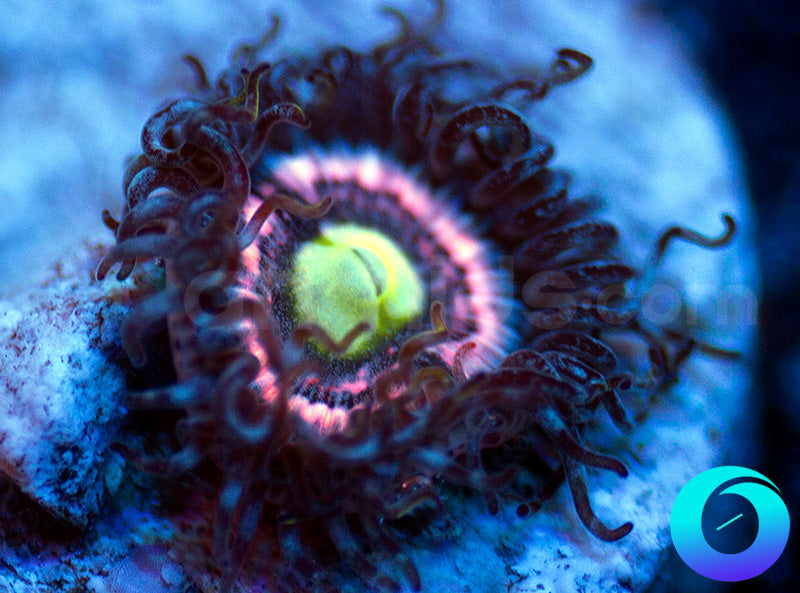 CC Pink Constellation