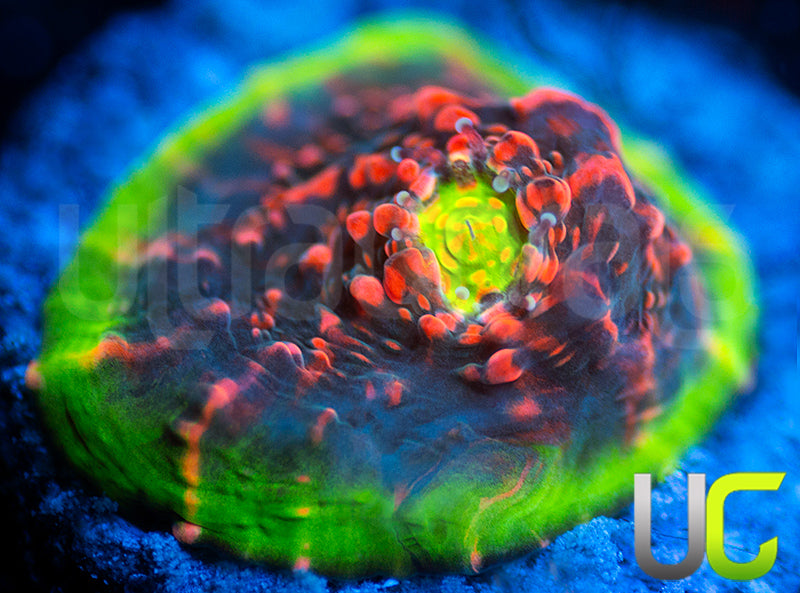 Ultra Watermelon Chalice