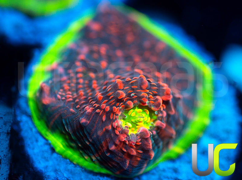 Ultra Watermelon Chalice