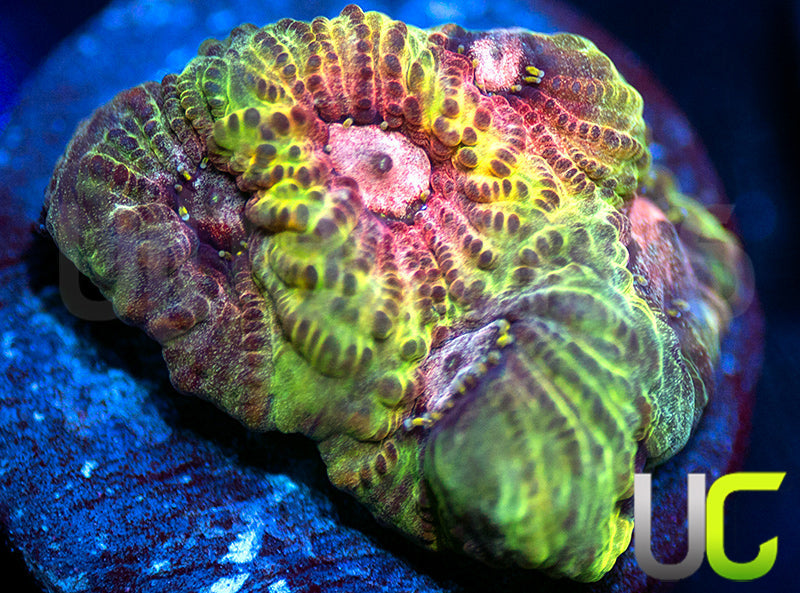 Tyree War and Peace Favites