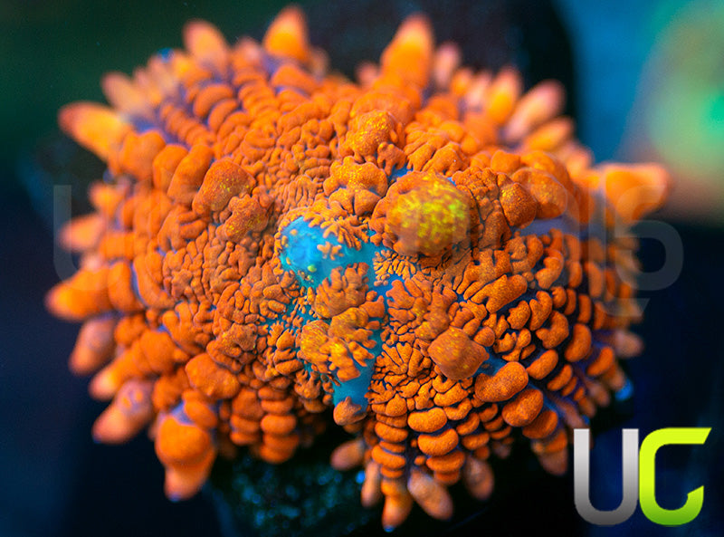 Flamethrower Bounce Mushroom