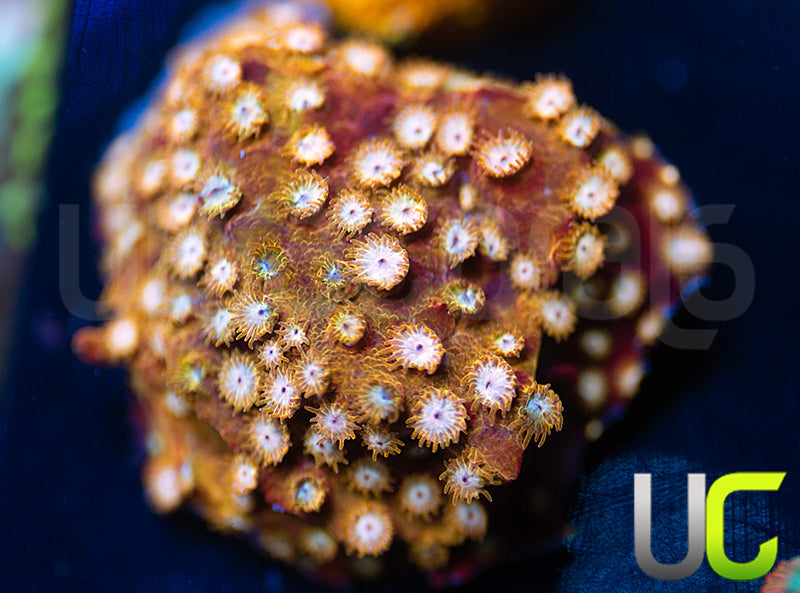 UC Yellowjacket Cyphastrea