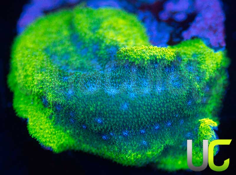 UC Toxic Constellation Psammocora