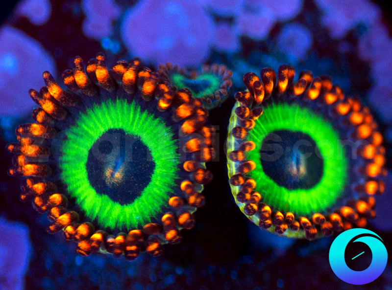 Emeralds on Fire