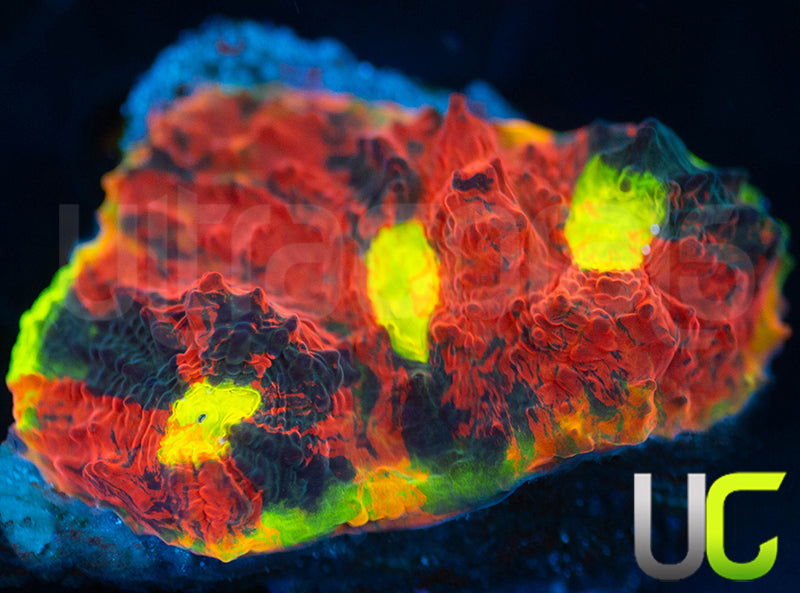 UC Gummy Worm Chalice