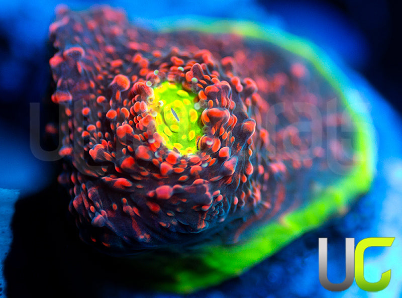 Ultra Watermelon Chalice