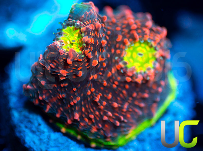 Ultra Watermelon Chalice