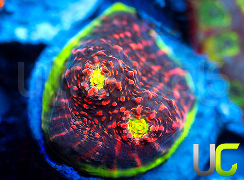 Ultra Watermelon Chalice