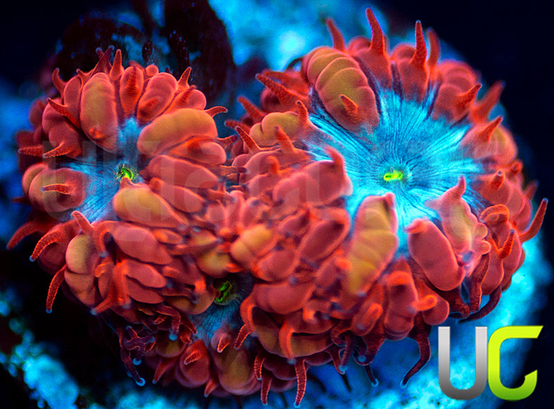 UC Blue Raven Blastos