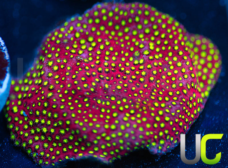 UC Raspberry Pie Stylo