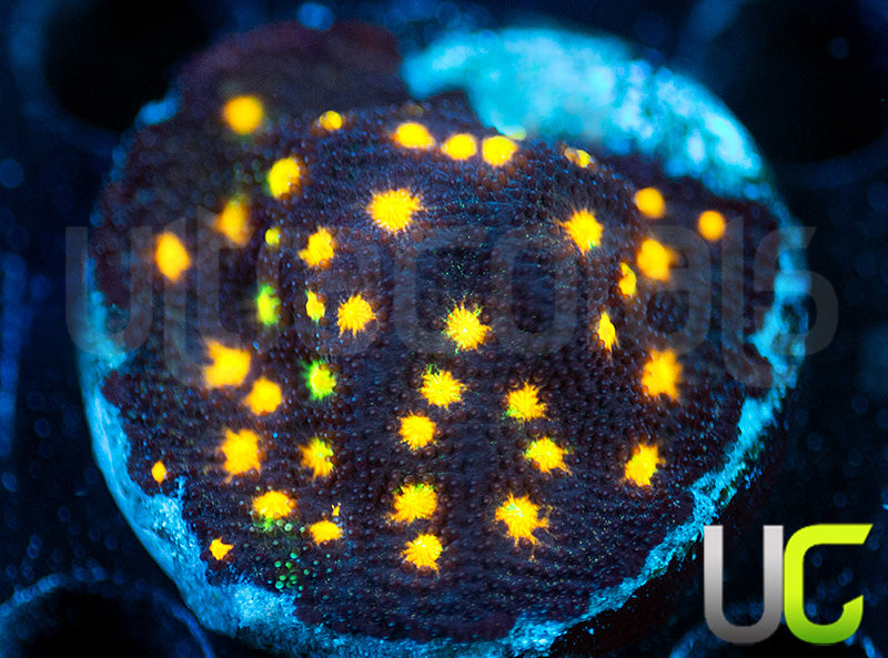 UC Half Blood Psammocora