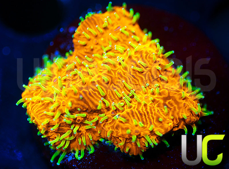 UC Fuzzy Navel Litho