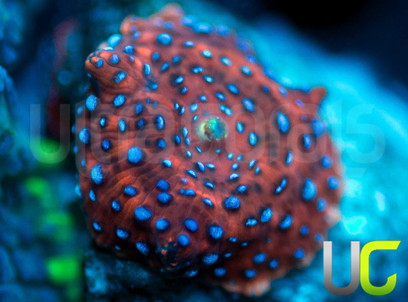 UC Harley Quinn Blue Edition Mushroom