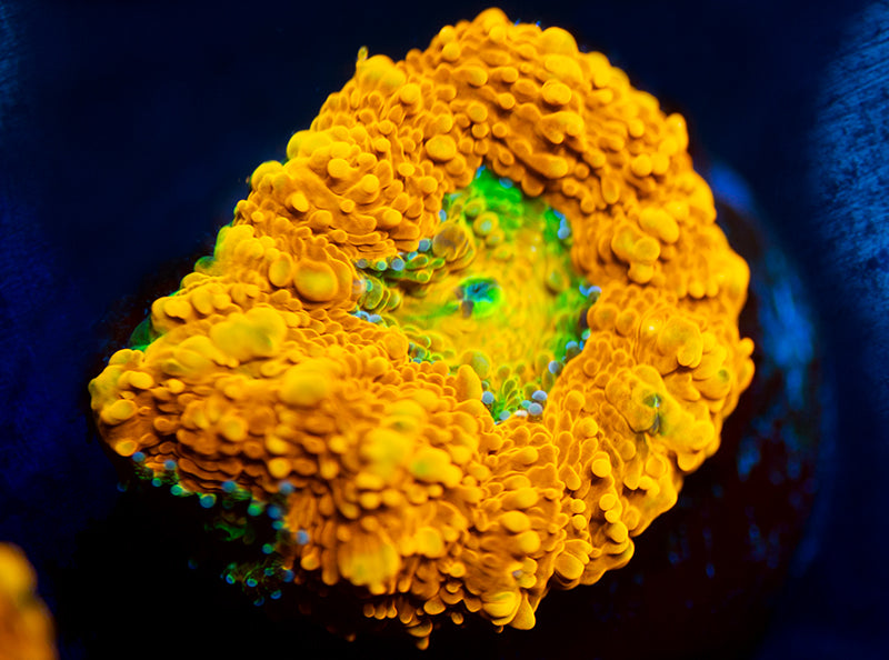 OG Pumpkin Patch Acan Echinata