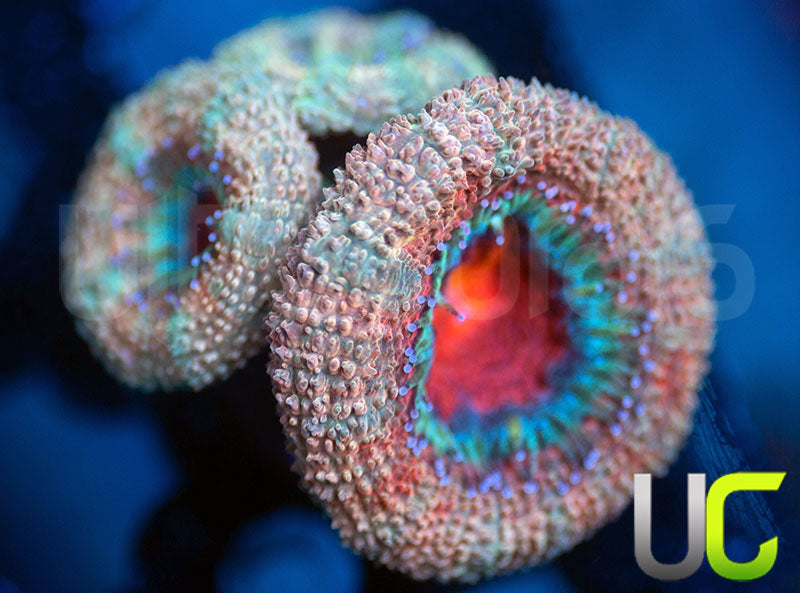 UC Tainted Love Micro Lord