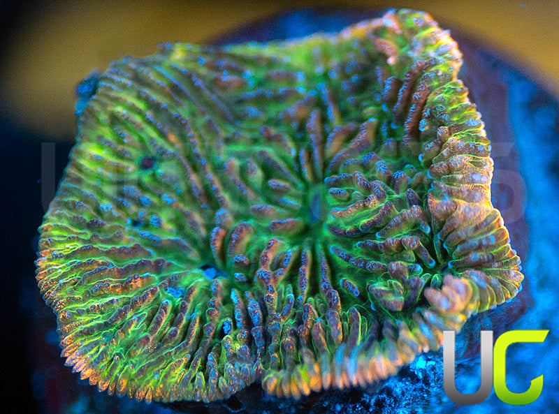 UC Headless Horseman Lepto