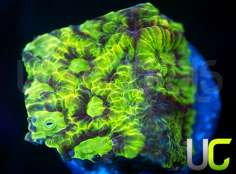 UC Bumblebee Favites