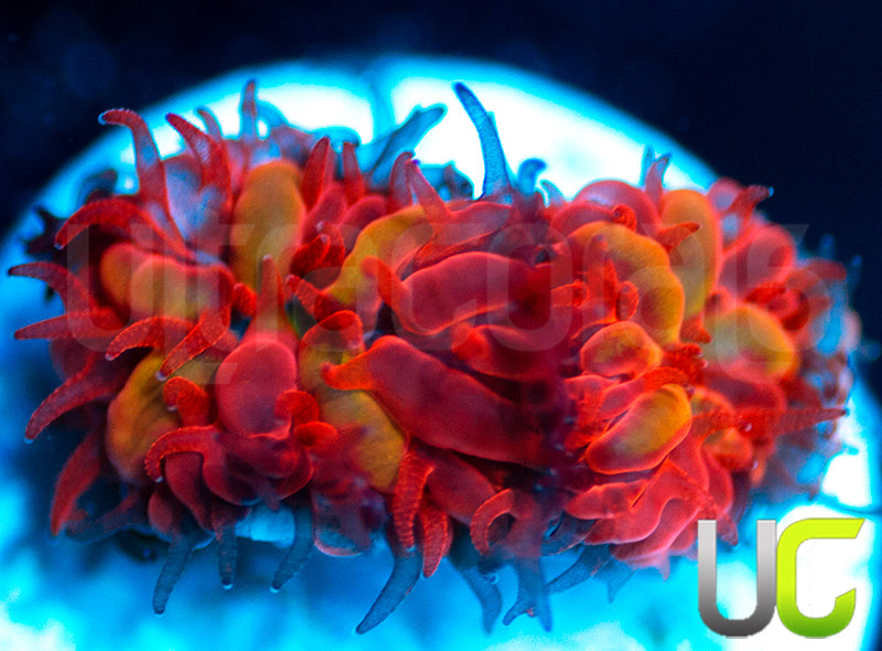 UC Blue Raven Blastos